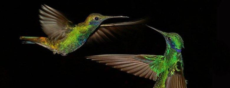 Colibríes, aves unicas y especiales