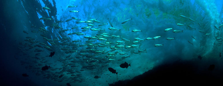 Isla Darwin - Galápagos Ecuador