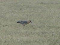 Black head ibis feeding